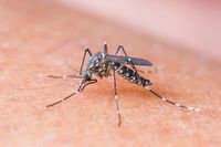 Uczulenie na komary - objawy, zagrożenia. Jak je leczyć?